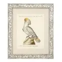 Obrazy Dunbar II set of 4 Eichholtz