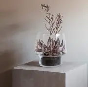 Wazon szklany na sukulenty 15 cm eva solo