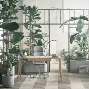 Stolik kawowy Graceful dąb bielony Bolia